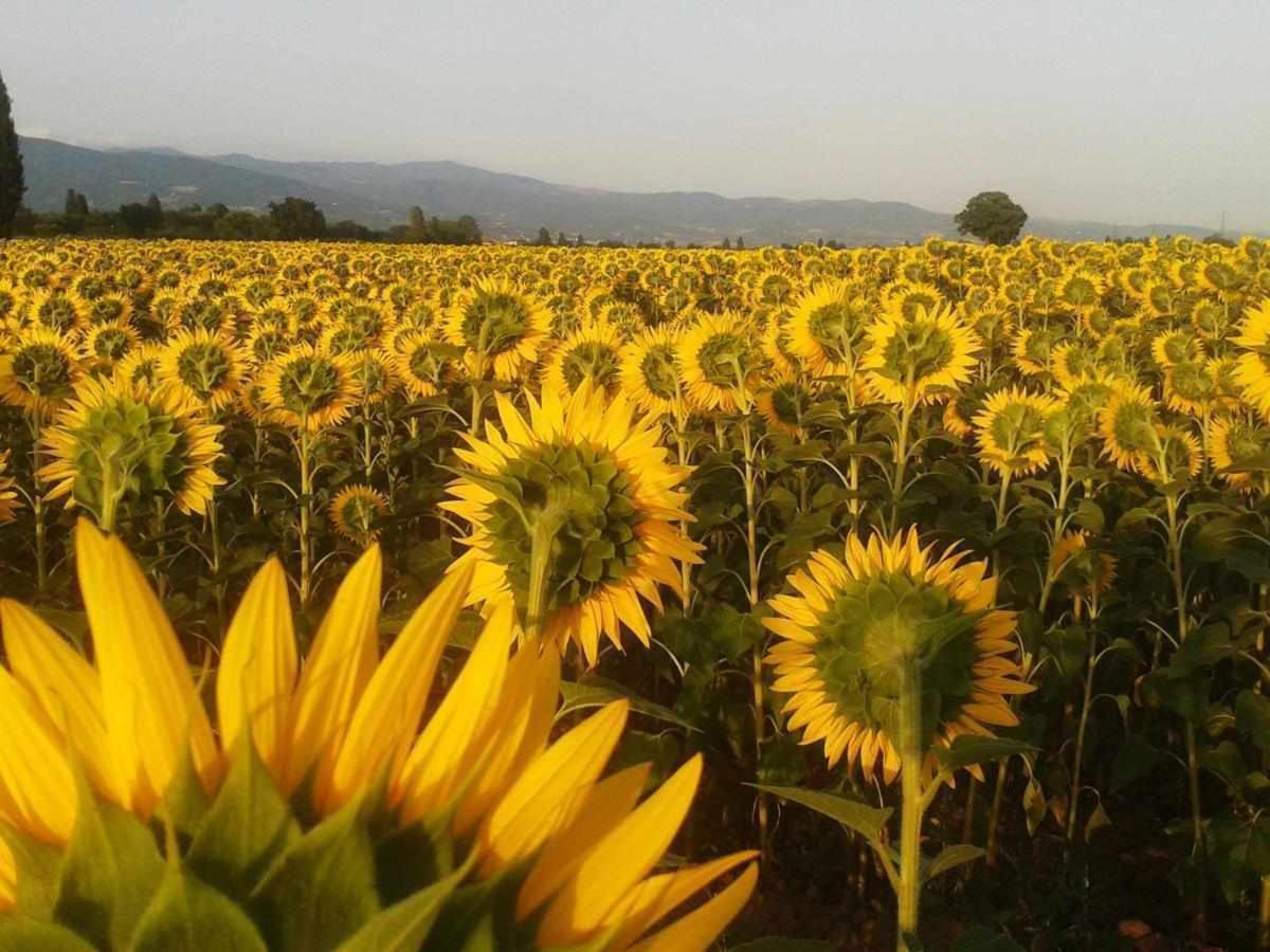 Appartamenti Con Cucina Nelle Colline Toscane Anghiari Exterior foto